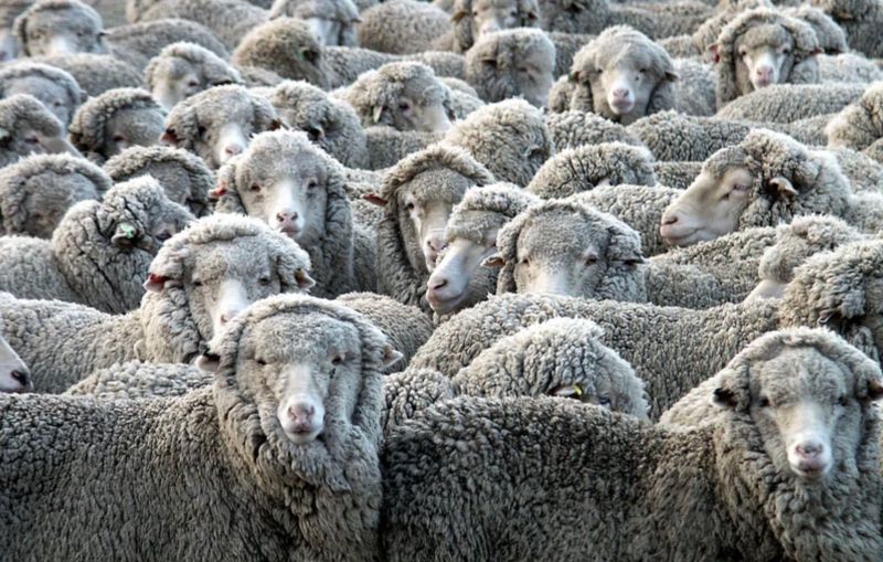 The age of AI and the rise of addicted digital sheep